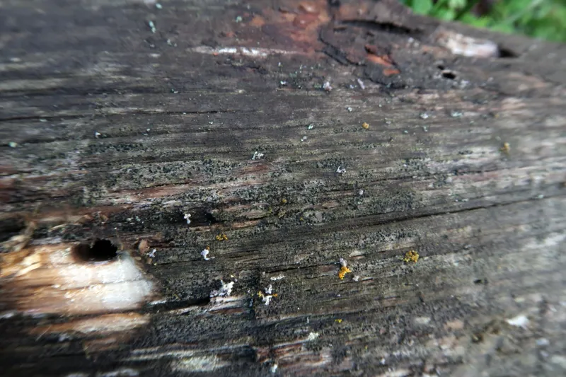 Amandinea punctata 1 - IMG_8605